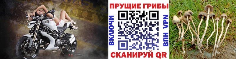 где купить наркоту  Заозёрск  Галлюциногенные грибы Psilocybe 
